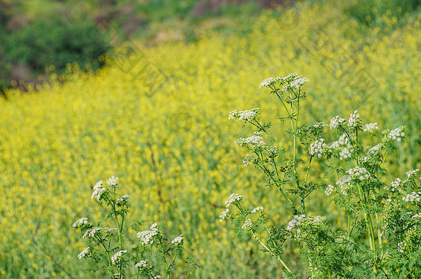 美丽的黄色的野生花开花schabarum区域公园罗兰高度这些洛杉矶县加州