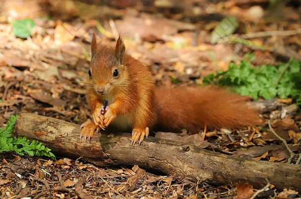 可爱的婴儿红色的松鼠北美寻常的晚些时候春天岛安吉西北威尔士
