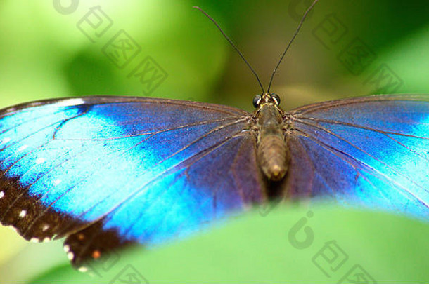 马里兰布鲁克赛德花园的<strong>蓝色</strong>形态蝴蝶展开翅膀的特写镜头