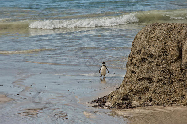 单非洲企鹅走海滩游泳