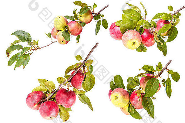 集成熟的苹果分支孤立的白色背景