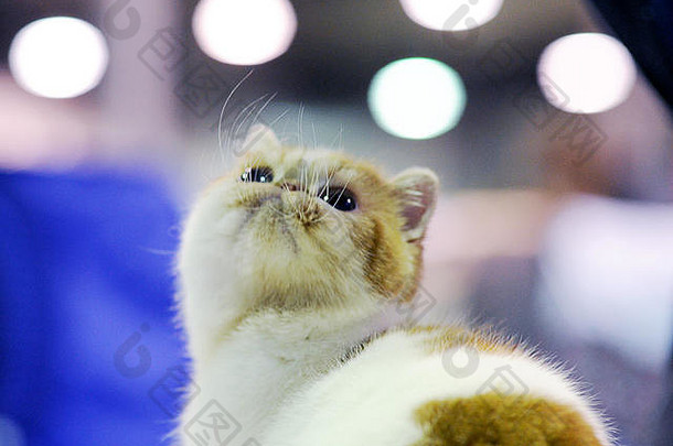 莫斯科猫展上的异国情调短发。