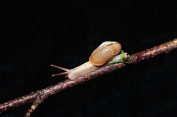 森林蜗牛monachoidesincarnatus