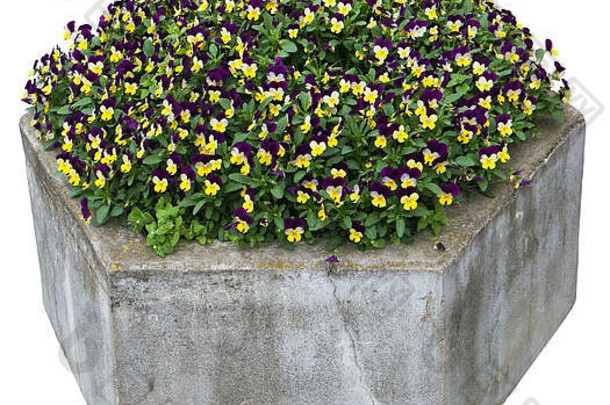 三色堇温柔的黄色和蓝色的花朵生长在一个古老的水泥石街道花盆里。用补丁隔离