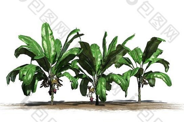 一组结有果实的香蕉植物-在白色背景上分离