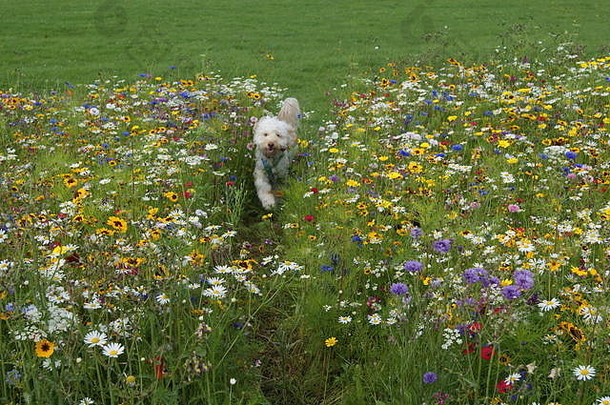 狗在草地上的花丛中奔跑