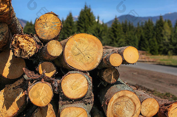 在一个阳光明媚的春日里，在森林公路旁拍摄的伐木原木，年轮清晰可见，背景是群山。