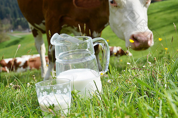 牛奶和奶牛。埃门塔尔地区，瑞士