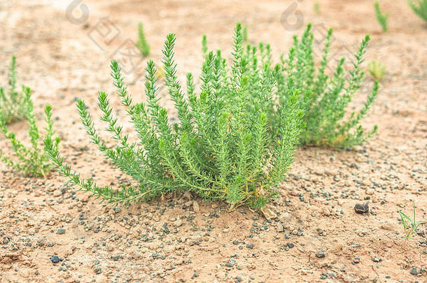 植物生活干土壤戈壁沙漠