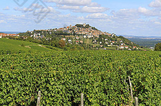 桑塞尔葡萄园收获期间的葡萄照片