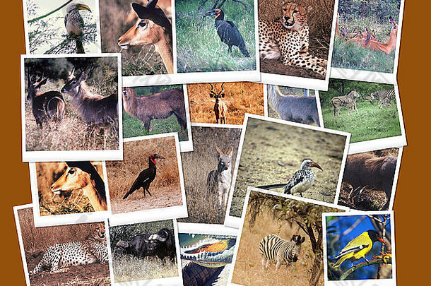 南非洲野生生活图片拼贴画