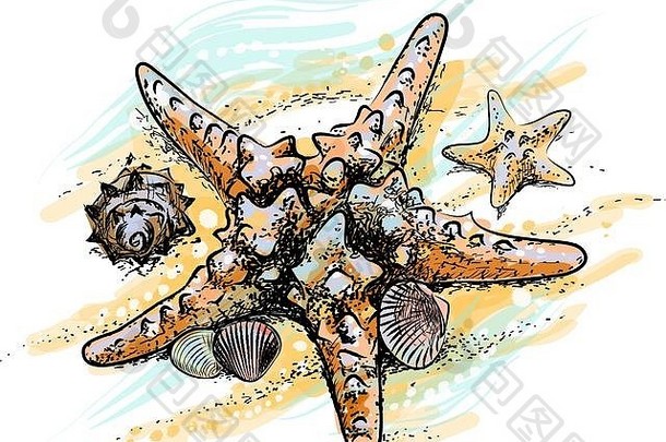 夏天沙滩上的海星和贝壳