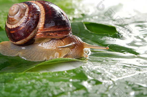 雨滴中葡萄片上的葡萄蜗牛