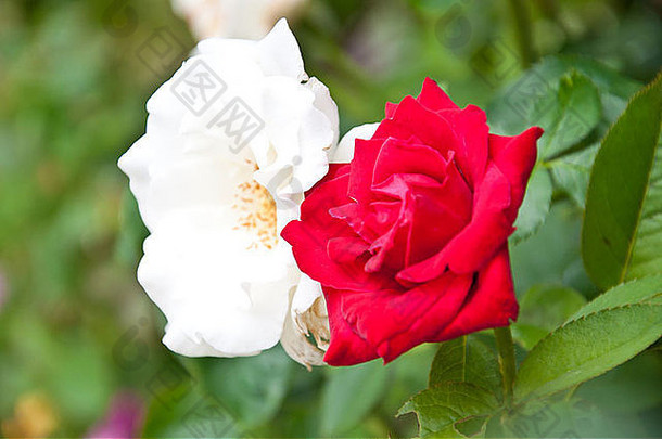 花园里的红白玫瑰