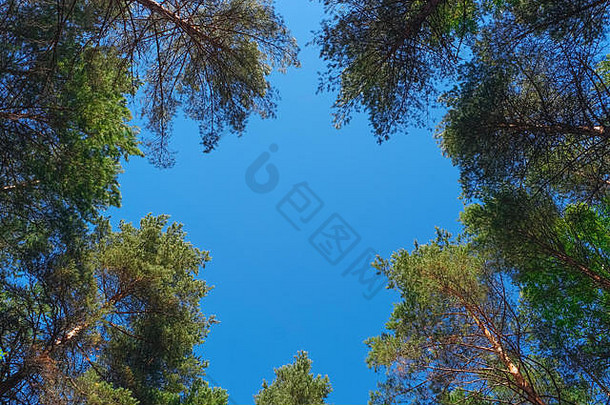 蓝天映衬下的松树自然框架