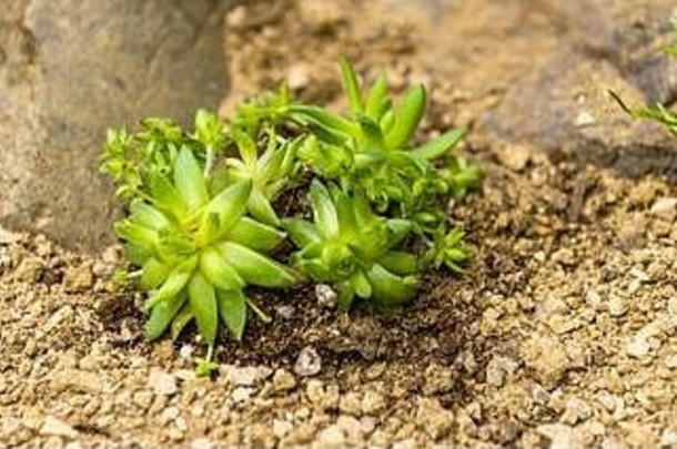 一种多汁的韭菜花，种植在假山花园里。岩石花园sempervivum植物全景特写。