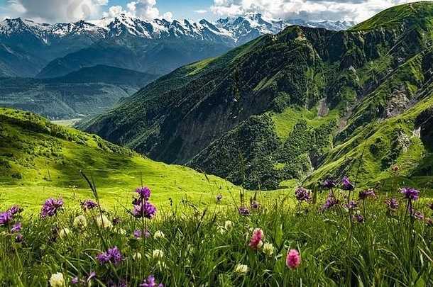 乔治亚州一片绿色草地，野花盛开，俯瞰高加索山脉