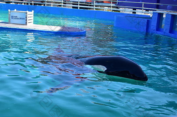 迈阿密，佛罗里达-美国-2016年1月8日：迈阿密海洋馆的虎鲸