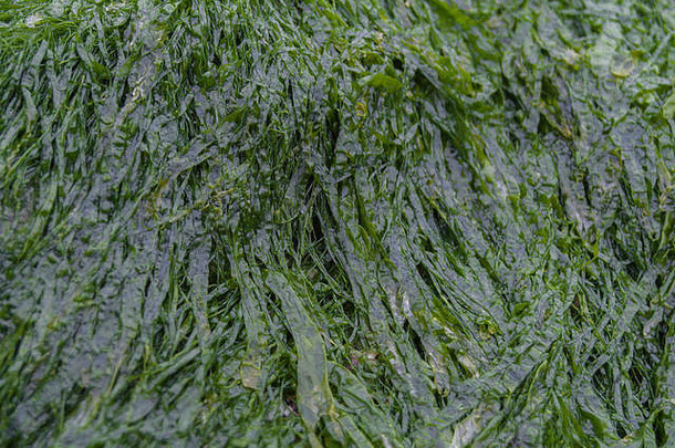 像草一样的海藻种类浒苔——俗称古特威德——生长在涨潮线附近的岩石上。确切的物种还不确定。用作生存食物。