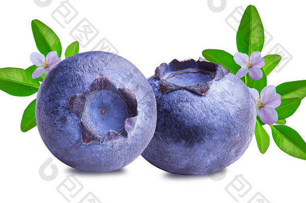 新鲜的蓝莓孤立的白色背景
