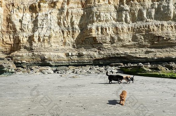 狗海滩遛狗的三月北海滩人走狗三迭戈县加州美国
