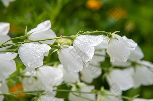 白色花园钟雨滴模糊背景