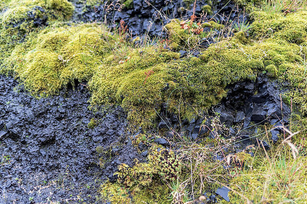 黑色岩石上生长着茂盛的苔藓
