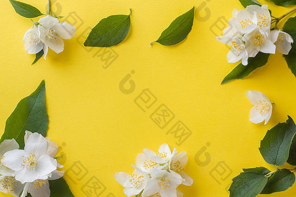 明亮黄色背景上的茉莉花。花架。文本的空间