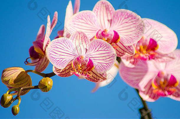 美丽的蝴蝶兰，有粉红色条纹花瓣的树枝特写。兰花是一种象征
