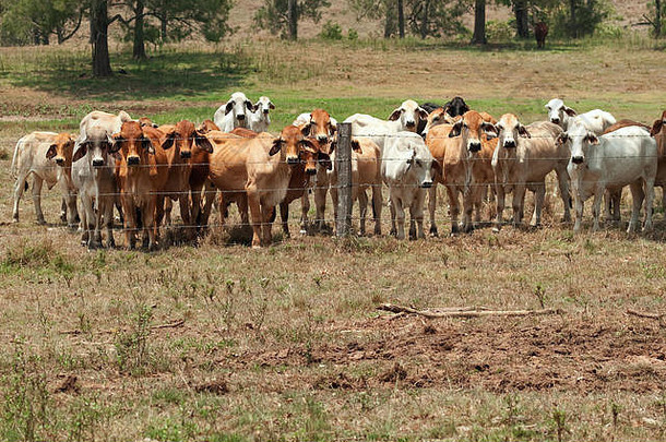 澳大利亚乡村景观带刺铁丝网将婆罗门牛群限制在具有前景空间的牧场上