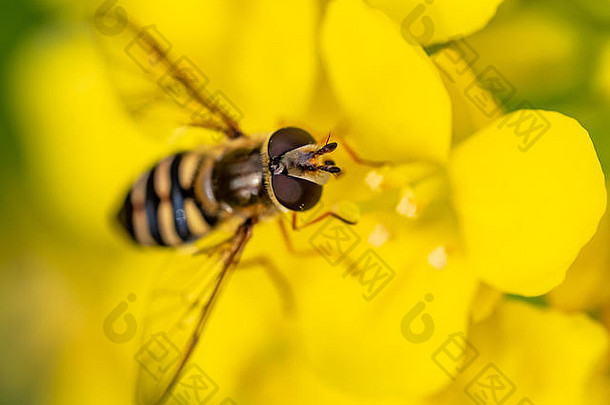 在日本一个公园的花盆里，一只小气垫蝇从一簇盛开的野生芥末花中取食。这些野生的、可食用的植物经常被收割
