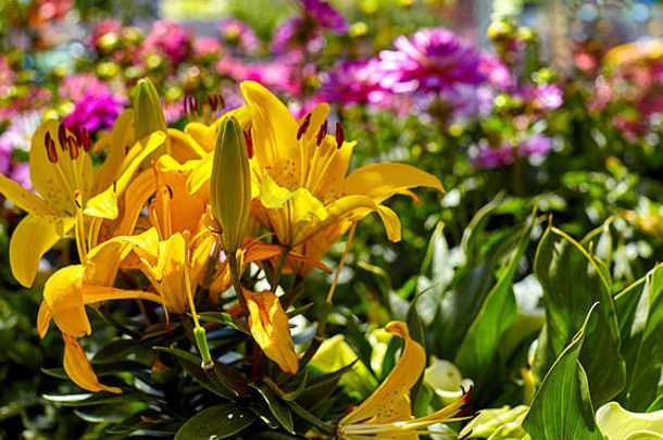 花园里的黄色亚洲百合花，景深浅，背景为粉红色花朵