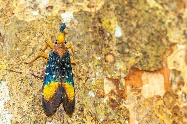 婆罗洲灯笼蝇、灯笼虫、树皮上的昆虫