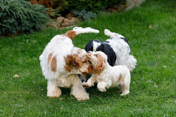 英语溺爱猎犬家庭享受玩夏天花园