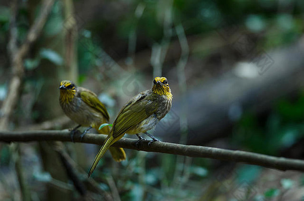 在泰国的自然环境中，站在树枝上的条纹喉长尾鸟