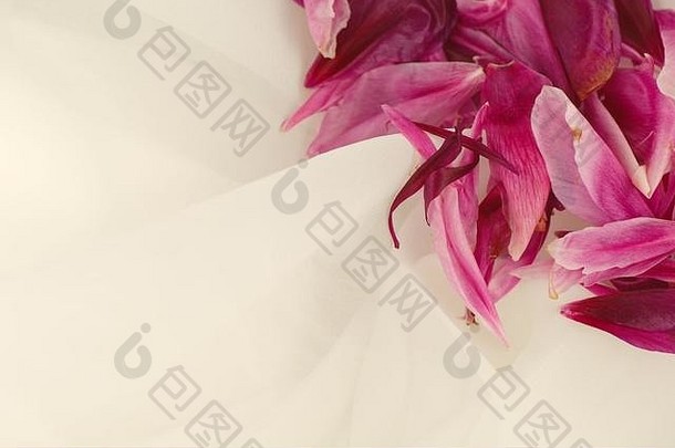 白色薄纱上粉红色牡丹花瓣的特写镜头。文本空间