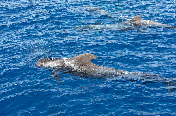 大西洋特内里费加那利群岛的领航鲸群
