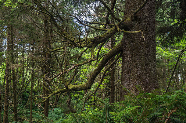 太平洋海岸俄勒冈州雨林<strong>的</strong>灌木丛中矗立着一棵巨大<strong>的</strong>木质树干。