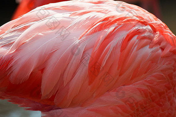 美丽的背景软才华横溢的粉红色的音调火烈鸟羽毛