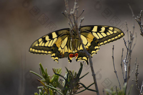 西班牙巴伦西亚Les Rodanes自然保护区的迁徙蝴蝶Papilio machaon
