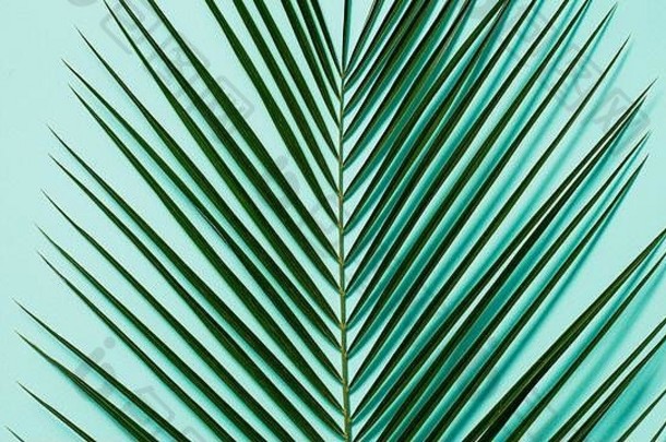 淡蓝色背景上的棕榈叶。热带棕榈叶俯视或平放。为文本或设计空间。横幅。热带棕榈叶、丛林叶花卉图案背景