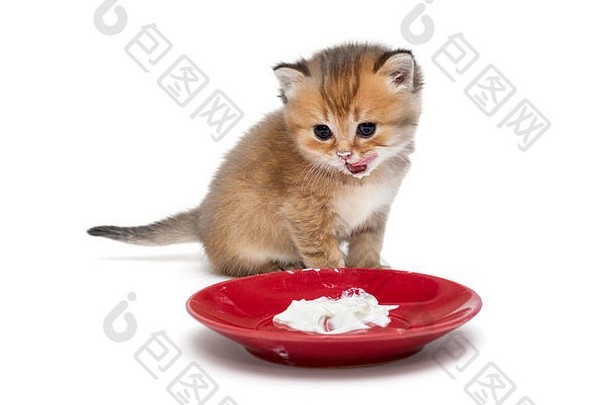 从碗里吃酸奶油的<strong>小猫</strong>，被隔离在白色地板上