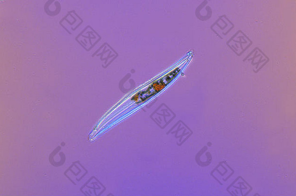 陀螺西格玛硅藻海藻光学显微镜