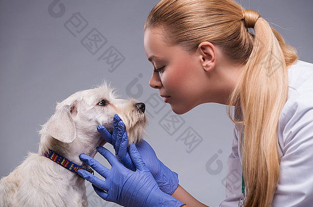 可爱的狗访问兽医