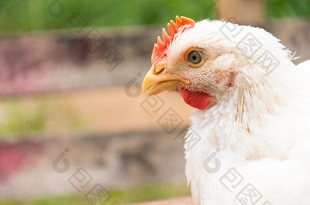 动物福利农场的<strong>鸡</strong>或肉<strong>鸡</strong>。