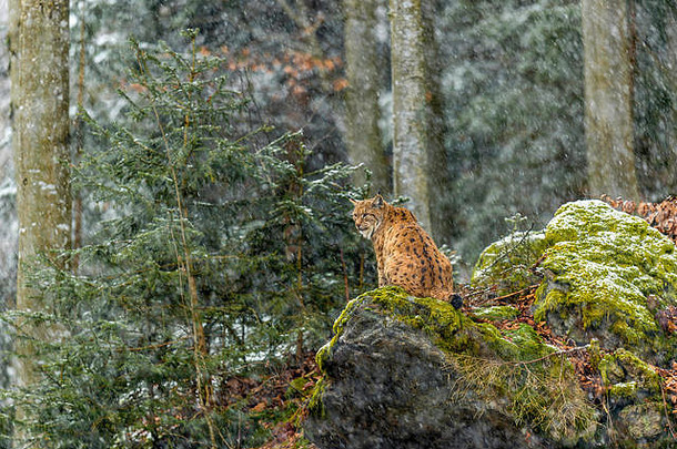 美丽的欧亚猞猁（Lynx Lynx）被描绘成坐在一块岩石露头上，在一个偏远的林地冬季环境中观察它被雪覆盖的周围环境。