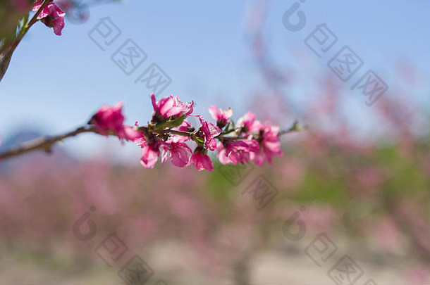 美丽的粉红色的桃子花花瓣树盛开的春天阳光明媚的一天