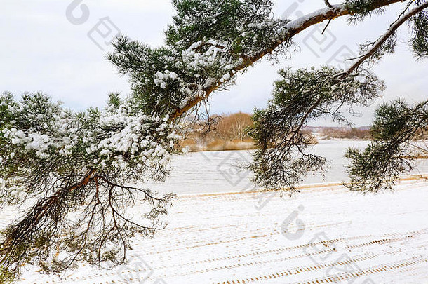 冰天雪地的河岸上长着松树，树枝是雪。