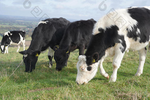 田野上黑白相间的奶牛