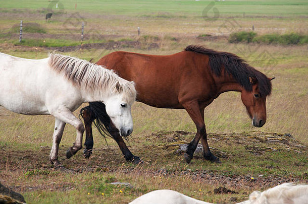 冰岛：乡村和冰岛马。冰岛马是一种本地品种的一部分，其特点是体型小，或小马